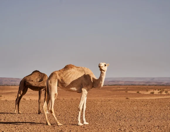 3 Days Southern Morocco And The Desert Of Erg Chebbi In The Berber Tent
