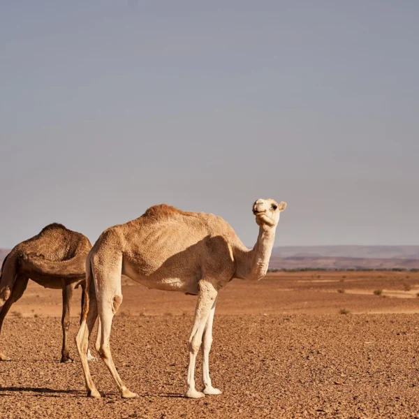Desert Tour From Marrakech to Zagora